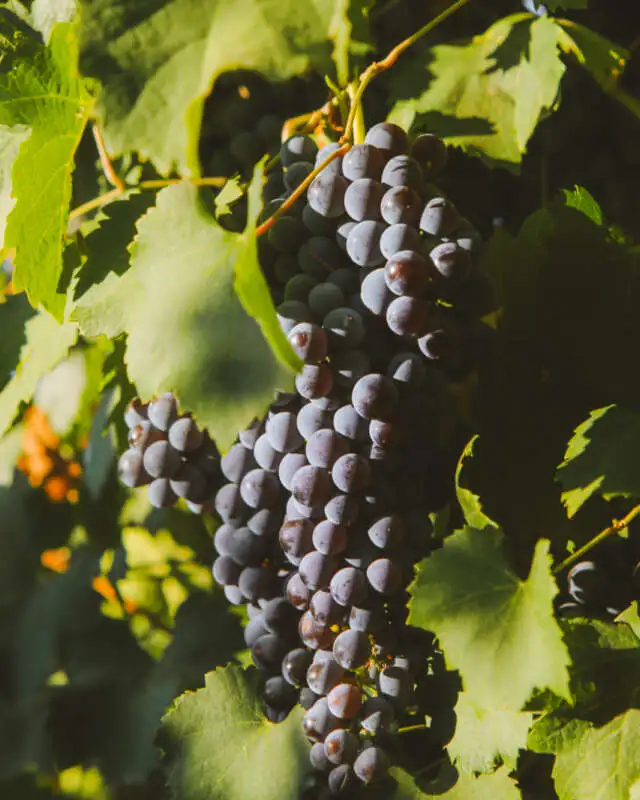 81b61c27eb6fd3c277b4632b841662ef3682b1c5