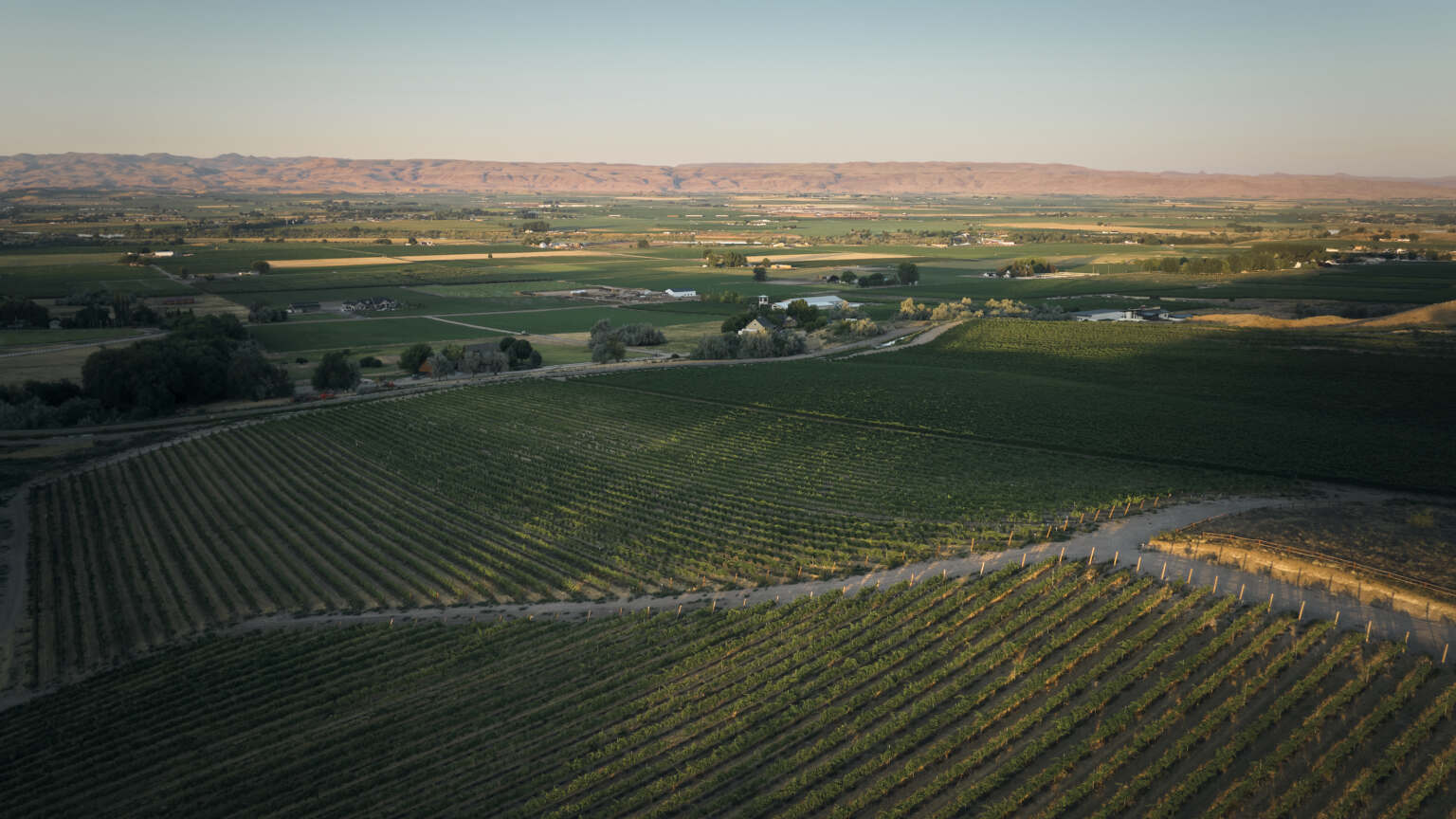 Dramatic vineyard landscape