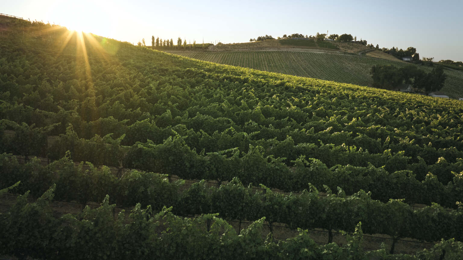 Vineyard at sunset
